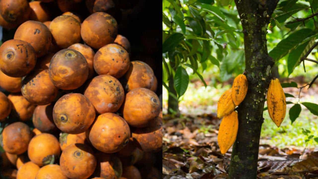 Arecanut Price 21 Nov: ಇಂದಿನ ಅಡಿಕೆ ಧಾರಣೆ, ಪ್ರಮುಖ ಮಾರುಕಟ್ಟೆಯಲ್ಲಿ ಅಡಿಕೆ ದರ ಮತ್ತು ಕೋಕೋ ರೇಟ್ ಹೀಗಿದೆ Arecanut Price 21 Nov: ಇಂದಿನ ಅಡಿಕೆ ಧಾರಣೆ, ಪ್ರಮುಖ ಮಾರುಕಟ್ಟೆಯಲ್ಲಿ ಅಡಿಕೆ ದರ ಮತ್ತು ಕೋಕೋ ರೇಟ್ ಹೀಗಿದೆ