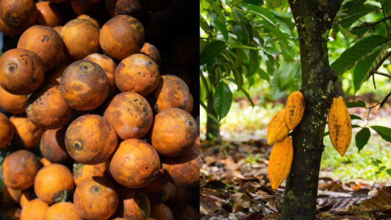 Arecanut Price 21 Nov: ಇಂದಿನ ಅಡಿಕೆ ಧಾರಣೆ, ಪ್ರಮುಖ ಮಾರುಕಟ್ಟೆಯಲ್ಲಿ ಅಡಿಕೆ ದರ ಮತ್ತು ಕೋಕೋ ರೇಟ್ ಹೀಗಿದೆ