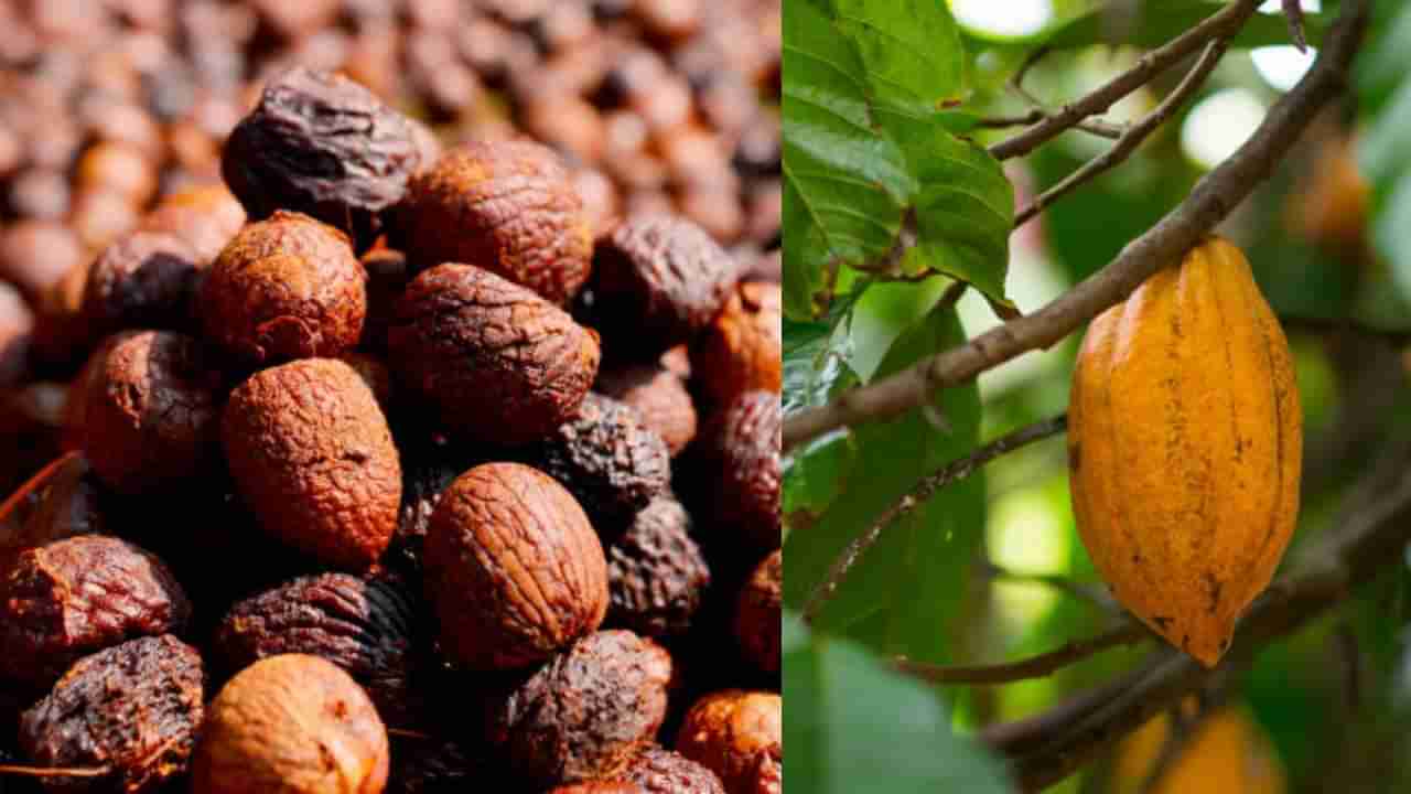 Arecanut Price 06 Nov: ರಾಜ್ಯದ ಪ್ರಮುಖ ಮಾರುಕಟ್ಟೆಯಲ್ಲಿ ಇಂದಿನ ಅಡಿಕೆ ಧಾರಣೆ ಮತ್ತು ಕೋಕೋ ದರ