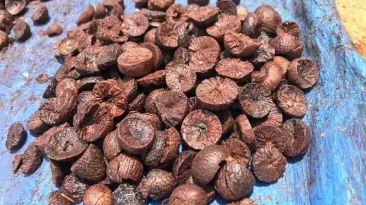 Arecanut Price 04 Nov: ರಾಜ್ಯದ ಪ್ರಮುಖ ಮಾರುಕಟ್ಟೆಯಲ್ಲಿ ಇಂದಿನ ಅಡಿಕೆ ಧಾರಣೆ ಮತ್ತು ಕೋಕೋ ದರ