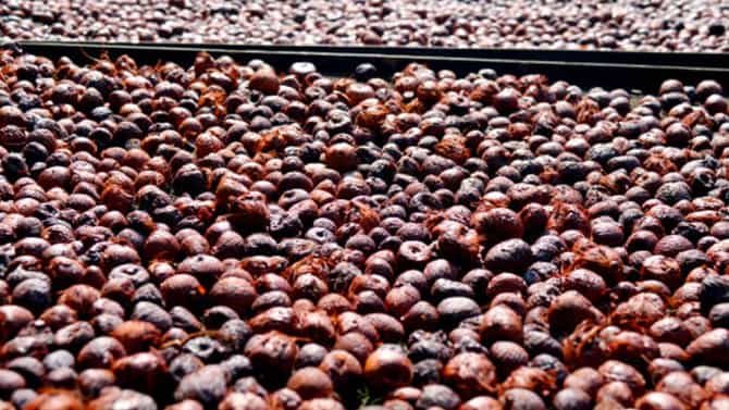 Arecanut Price 15 Nov: ಇಂದಿನ ಅಡಿಕೆ ಧಾರಣೆ ಹೀಗಿದೆ