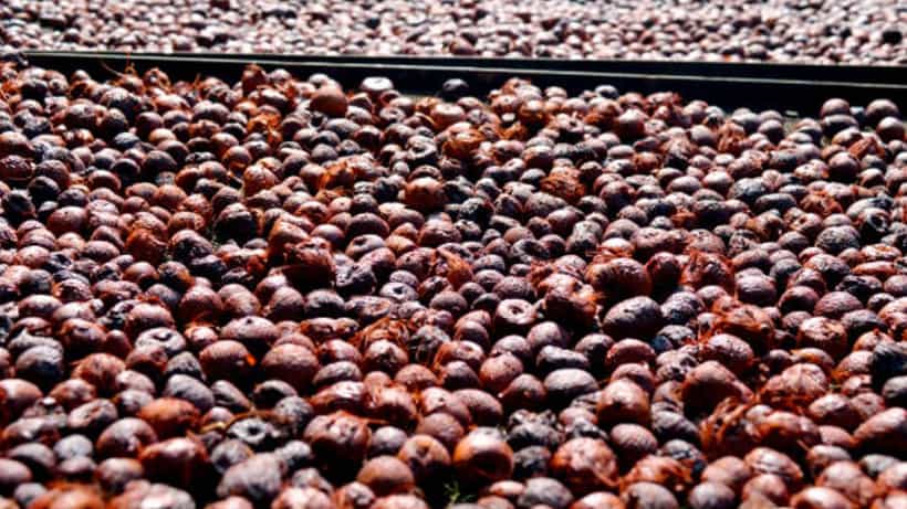 Arecanut Price 15 Nov: ರಾಜ್ಯದ ಪ್ರಮುಖ ಮಾರುಕಟ್ಟೆಯಲ್ಲಿ ಇಂದಿನ ಅಡಿಕೆ ಧಾರಣೆ ಮತ್ತು ಕೋಕೋ ದರ