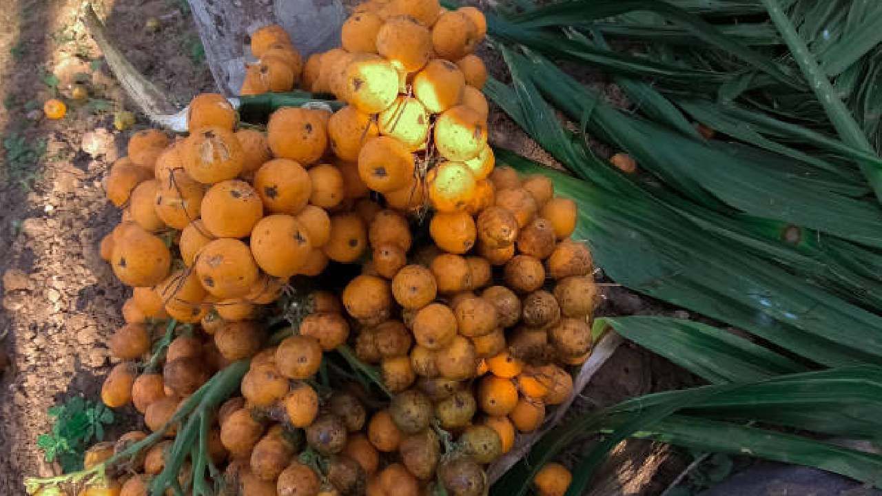 Arecanut Price 28 Nov: ಇಂದಿನ ಅಡಿಕೆ ಮತ್ತು ಕೋಕೋ ಧಾರಣೆ ಹೀಗಿದೆ