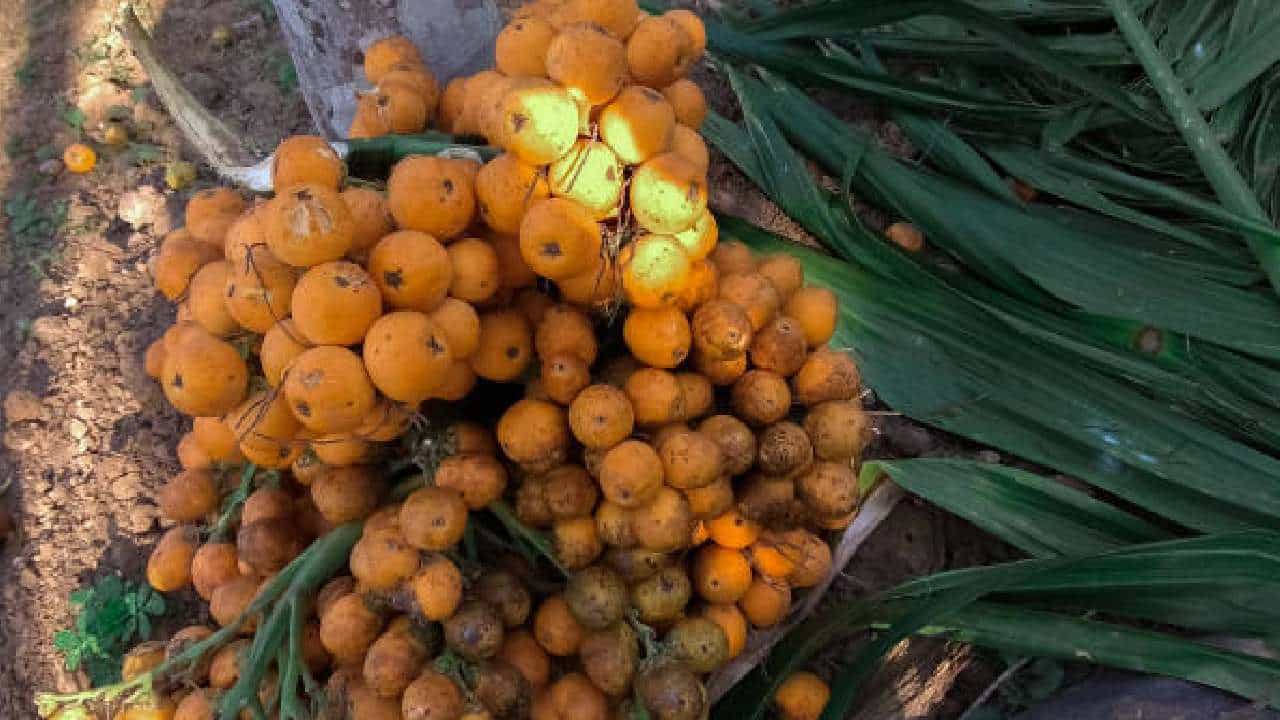 Arecanut Price 28 Nov: ಇಂದಿನ ಅಡಿಕೆ ಮತ್ತು ಕೋಕೋ ಧಾರಣೆ ಹೀಗಿದೆ Arecanut Price 28 Nov: ಇಂದಿನ ಅಡಿಕೆ ಮತ್ತು ಕೋಕೋ ಧಾರಣೆ ಹೀಗಿದೆ