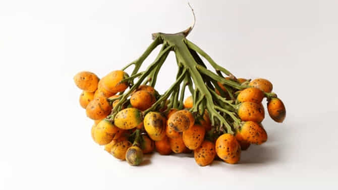Arecanut Price 22 Nov: ಪ್ರಮುಖ ಮಾರುಕಟ್ಟೆಯಲ್ಲಿ ಇಂದಿನ ಅಡಿಕೆ ದರ