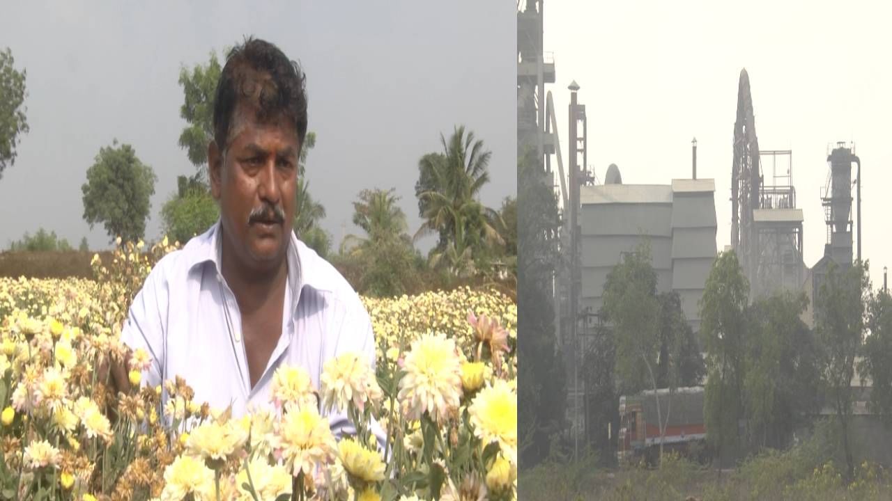 ಬಾಗಲಕೋಟೆ: ಬರದಿಂದ ಬೇಸತ್ತ ರೈತರಿಗೆ ಸಿಮೆಂಟ್ ಕಾರ್ಖಾನೆ ಕಂಟಕ; ಧೂಳಿನಿಂದ ಸೇವಂತಿ, ಚೆಂಡು ಹೂ ಹಾಳು