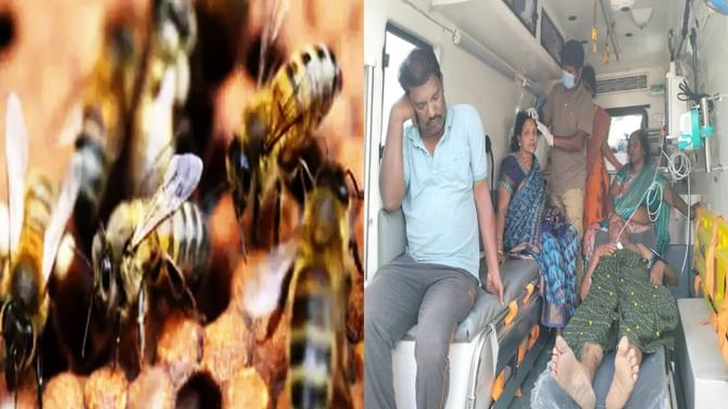 ಮೇಲುಕೋಟೆ ಜಾತ್ರೆ ವೇಳೆ ಹೆಜ್ಜೇನು ದಾಳಿ, 30ಕ್ಕೂ ಹೆಚ್ಚು ಜನರಿಗೆ ಗಾಯ