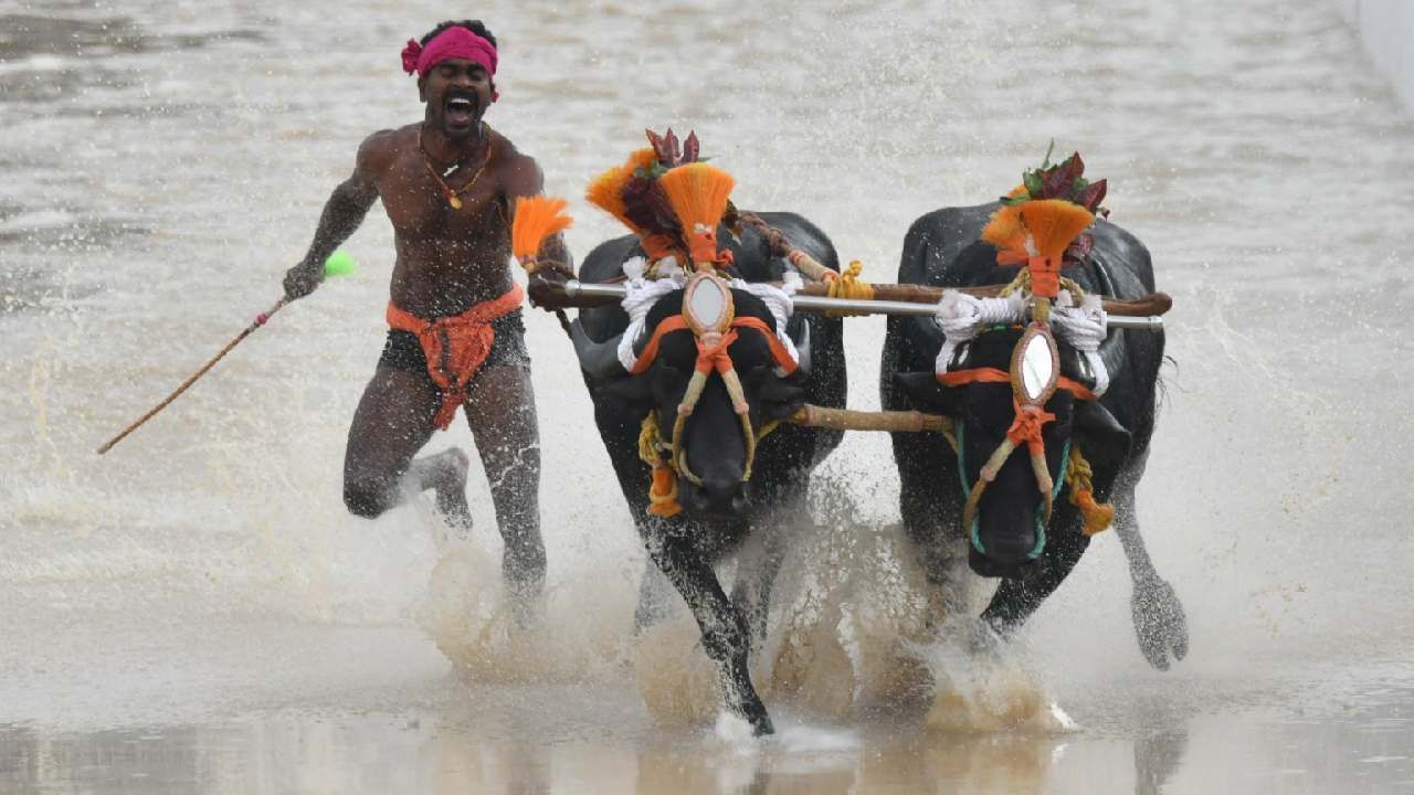 ರಾಜ್ಯ ರಾಜಧಾನಿ ಬೆಂಗಳೂರಿನಲ್ಲಿ ಇಂದು ಬೆಂಗಳೂರು ಕಂಬಳಕ್ಕೆ ಚಾಲನೆ ನೀಡಲಾಗಿದೆ. ನಾಳೆ ಮುಕ್ತಾಯಗೊಳ್ಳಲಿದೆ. ಈ ಎರಡು ದಿನ ಬೆಂಗಳೂರಿನಲ್ಲಿರುವ ತುಳುಭಾಷಿಕರಿಗೆ ಹಾಗೂ ನಗರವಾಸಿಗಳು ಕೋಣಗಳ ಗತ್ತಿನ ಓಟವನ್ನು ಕಣ್ತುಂಬಿಕೊಳ್ಳಬಹುದು. 