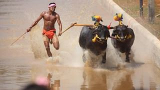 Bengaluru Kambala: ತಡರಾತ್ರಿವರೆಗೂ ಮುಂದುವರಿದ ಬೆಂಗಳೂರು ಕಂಬಳ, ಟೈ ಬ್ರೇಕರ್ ಕೋಣಗಳ ನಡುವೆ  ಇಂದು ಎರಡನೇ ಸುತ್ತಿನ ಜಿದ್ದಾಜಿದ್ದಿ