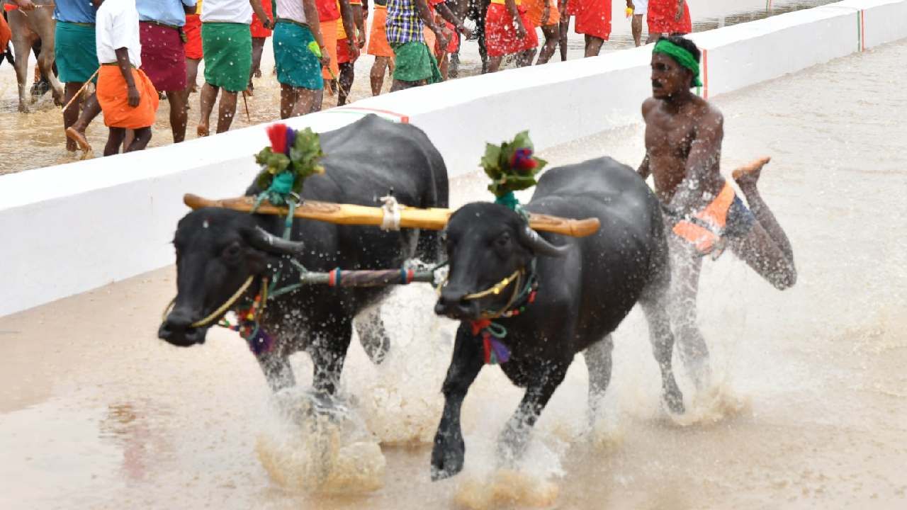 ಕಂಬಳದ ಕೆರೆಯಲ್ಲಿ ಕೋಣಗಳ ಗತ್ತಿನ ಓಟ ಶುರುವಾಗಿದೆ. ಭರ್ಜರಿ ಪೈಪೋಟಿಯೂ ಏರ್ಪಟ್ಟಿದೆ. ಆರಂಭದಲ್ಲಿ ಕೋಣಗಳ ಪ್ರಾಯೋಗಿಕ ಓಟ ನಡೆಸಲಾಯಿತು. ಬಳಿಕ ಜಿದ್ದಾಜಿದ್ದಿನ ಕೋಣಗಳ ಸ್ಪರ್ಧೆ ಆರಂಭವಾಯಿತು.
