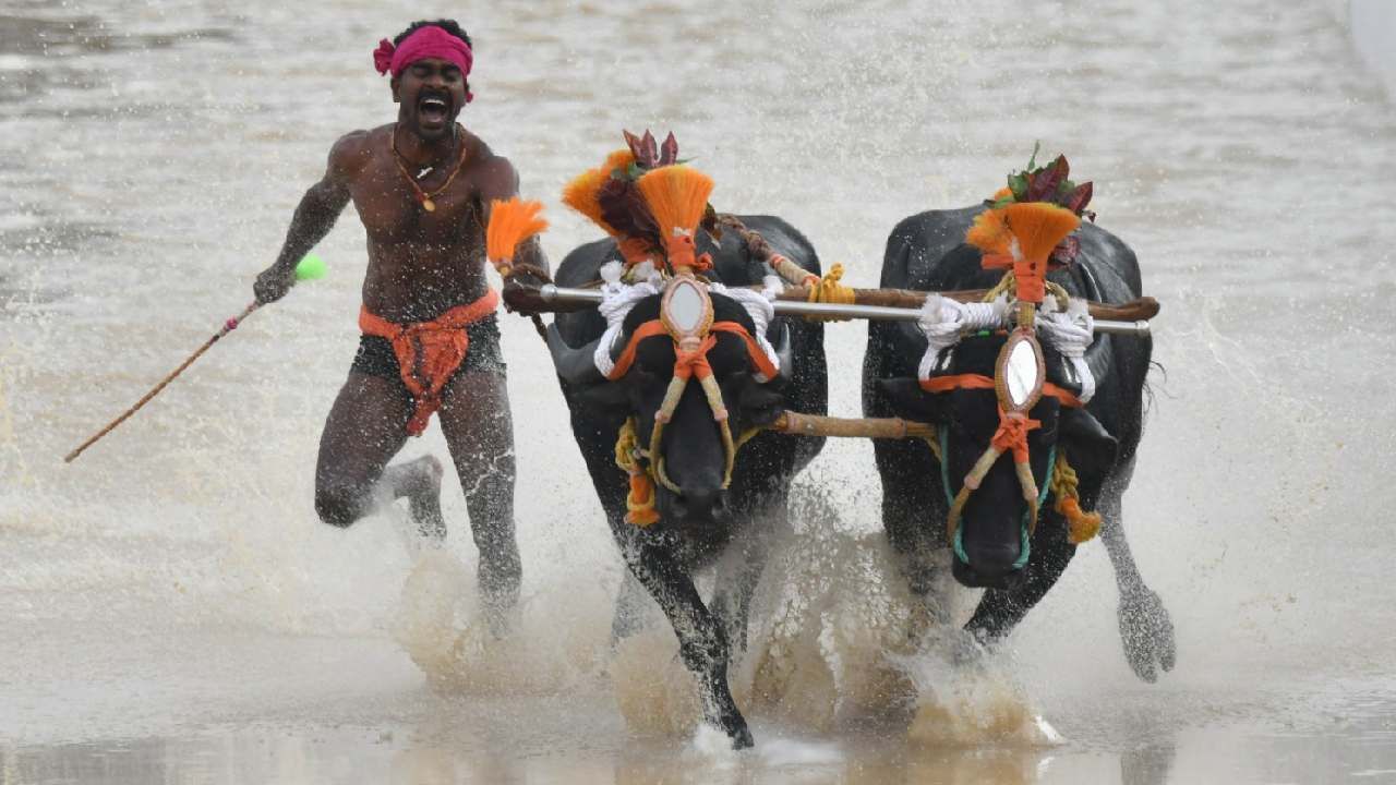 Bengaluru Kambala: ತಡರಾತ್ರಿವರೆಗೂ ಮುಂದುವರಿದ ಬೆಂಗಳೂರು ಕಂಬಳ, ಟೈ ಬ್ರೇಕರ್ ಕೋಣಗಳ ನಡುವೆ  ಇಂದು ಎರಡನೇ ಸುತ್ತಿನ ಜಿದ್ದಾಜಿದ್ದಿ