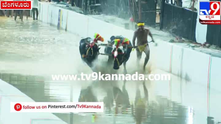 ಬೆಂಗಳೂರು ಕಂಬಳ ಭರ್ಜರಿ ಆರಂಭ; ಇಲ್ಲಿದೆ ವಿಡಿಯೋ ಬೆಂಗಳೂರು ಕಂಬಳ ಭರ್ಜರಿ ಆರಂಭ; ಇಲ್ಲಿದೆ ವಿಡಿಯೋ