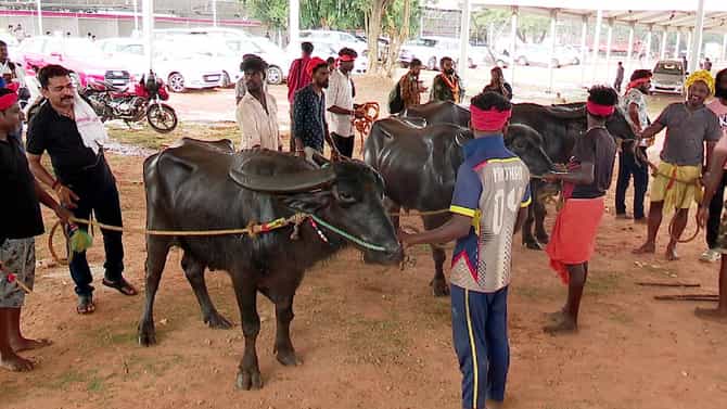 ಬೆಂಗಳೂರು ಕಂಬಳದ ರಿಹರ್ಸಲ್ ಶುರು, ಕೋಣಗಳಿಗೆ ಮಂಗಳೂರಿಂದಲೇ ಬಂದ ನೀರು
