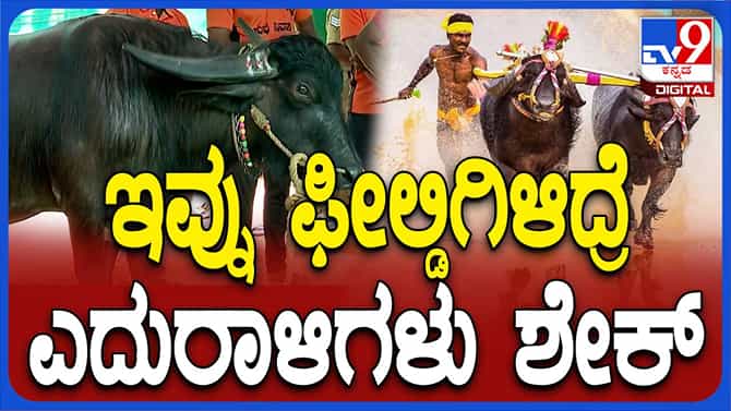 ಈ ಕೋಣ ಕಂಬಳ ಸ್ಪರ್ಧೆಗಳಲ್ಲಿ 1 ಕೇಜಿಗೂ ಹೆಚ್ಚು ತೂಕದ ಚಿನ್ನದ ಪದಕ ಗೆದ್ದಿದೆ
