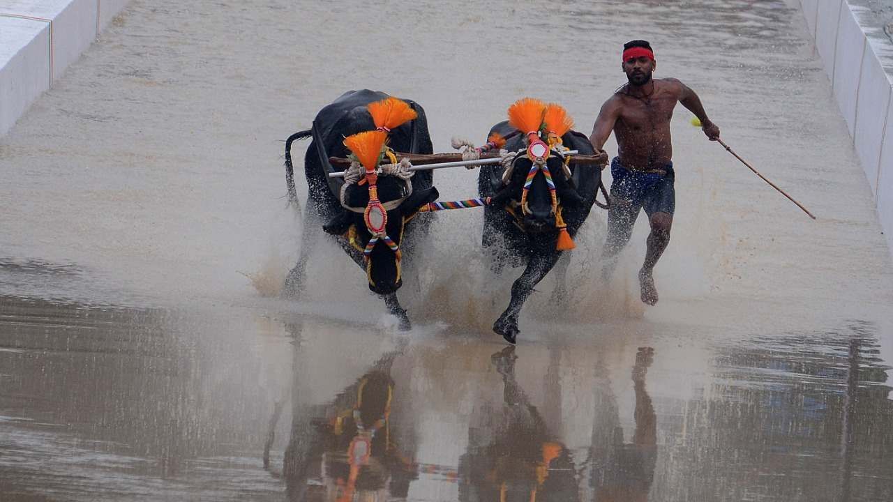 ಕಂಬಳದ ಕೆರೆಗಳಿಗೆ ರಾಜ, ಮಹರಾಜ ಎಂದು ನಾಮಕರಣ ಮಾಡಲಾಗಿದೆ. ಈ ಕಂಬಳದಲ್ಲಿ 178ಕ್ಕೂ ಹೆಚ್ಚು ಕೋಣಗಳ ಜೋಡಿ ಕ್ರೀಡೆಯಲ್ಲಿ ಪಾಲ್ಗೊಳ್ಳುತ್ತಿವೆ. ಈ ಪೈಕಿ ತಾಟೆ ಸೇರಿದಂತೆ 100ಕ್ಕೂ ಹೆಚ್ಚು ಕೋಣಗಳು ಈ ಹಿಂದೆ ಪ್ರಶಸ್ತಿ, ಮೆಡಲ್​ಗಳನ್ನು ಗೆದ್ದಿವೆ.
