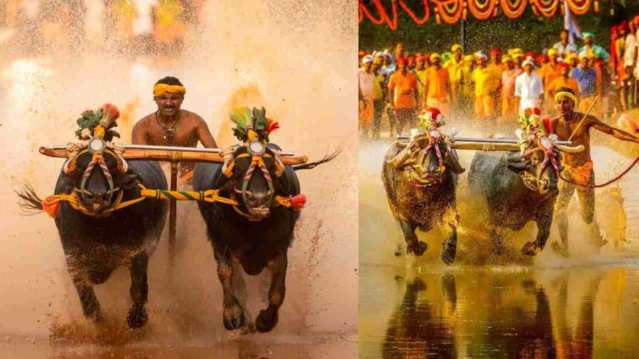 Bengaluru Kambala: ದಾಖಲೆ ಬರೆಯಲು ಸಜ್ಜಾಗುತ್ತಿದೆ ಬೆಂಗಳೂರು ಕಂಬಳ, ಇಲ್ಲಿದೆ ಸಂಪೂರ್ಣ ವಿವರ