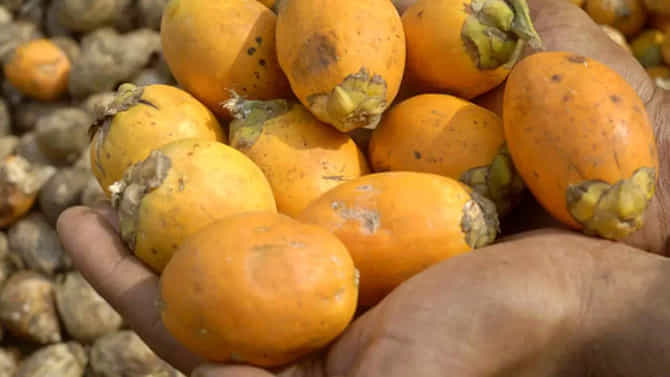 Arecanut Price 20 Nov: ಇಂದಿನ ಅಡಿಕೆ ಧಾರಣೆ ಮತ್ತು ಕೋಕೋ ದರ
