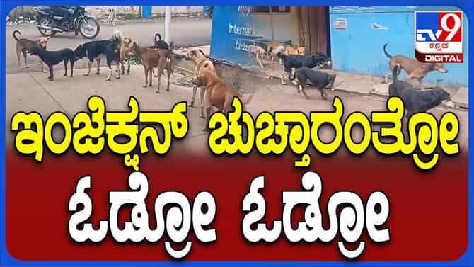 ಬೀದಿನಾಯಿಗಳಿಗೆ ಸಂತಾನಹರಣ ಚಿಕಿತ್ಸೆ ನಡೆಸಲು ಮುಂದಾದ ಬೀದರ ನಗರಸಭೆ