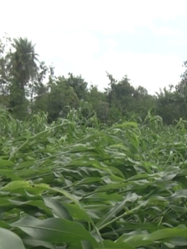 ಬೀದರ್​​: ಅಕಾಲಿಕ ಮಳೆಗೆ ತೊಗರಿ, ಜೋಳ ನೆಲಸಮ