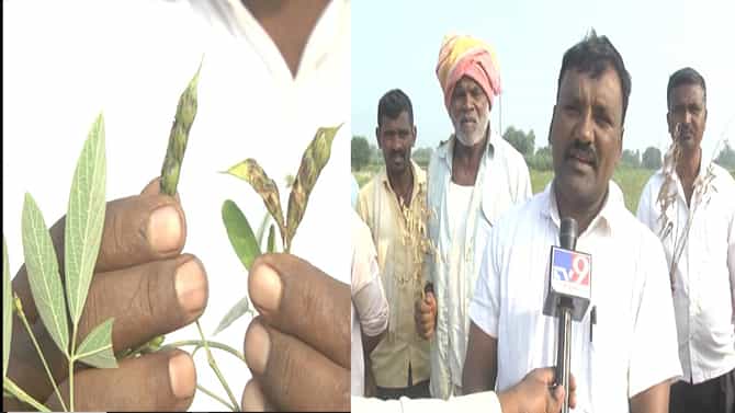 ಬರಗಾಲದಲ್ಲೂ ಬೆಳದಿದ್ದ ತೊಗರಿ ಬೆಳೆ ನಾಶ; ಪರಿಹಾರಕ್ಕಾಗಿ ಸರ್ಕಾರಕ್ಕೆ ಮನವಿ