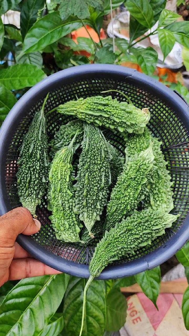 ಹಾಗಲಕಾಯಿ ಚಹಾ  ಕ್ಯಾನ್ಸರ್​ ಅನ್ನು ಕೂಡ ದೂರ ಮಾಡುತ್ತದೆ ಎನ್ನುತ್ತಾರೆ ಆರೋಗ್ಯ ತಜ್ಞರು.