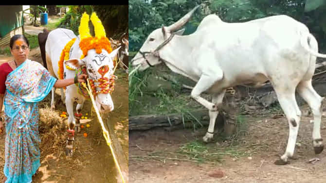 ಮನೆ ಮಗನಂತೆ ಸಾಕಿದ್ದ ಮೂಕ ಹೋರಿ ಪರಾರಿ! ಕುಟುಂಬ ಹಗಲಿರುಳು ಪರಿತಪಿಸುತಿದೆ