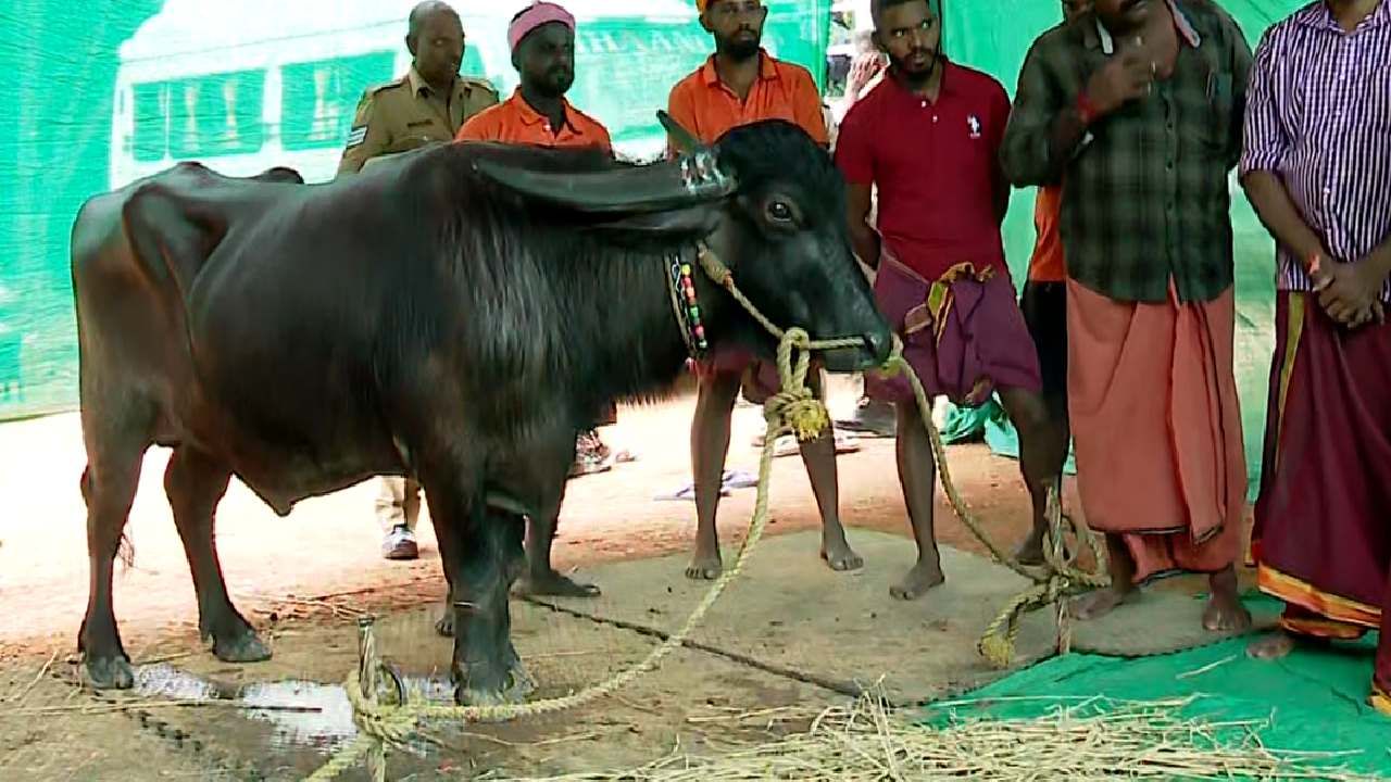 ಎಲ್ಲಾ ಕೋಣಗಳು ಮುಂದೆ ಇರುವ ಗುರಿ ನೋಡಿ ಓಡಿದರೆ, ಈ ತಾಟೆ ಮಾತ್ರ ಪಕ್ಕದ ಕೆರೆಯಲ್ಲಿ ಓಡುವ ಪ್ರತಿಸ್ಪರ್ಧಿ ಕೋಣಗಳನ್ನು ನೋಡಿಕೊಂಡು ಓಡುತ್ತದೆ. 
