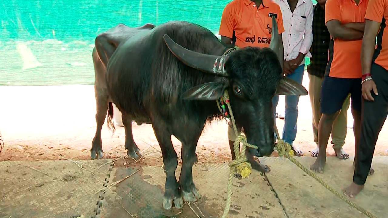 ಇತ್ತೀಚೆಗೆ, ಕಂಬಳ ಕ್ರೀಡಾ ಪಟು ಶ್ರೀನಿವಾಸ್ ಅವರಿಗೆ ಹುಸೇನ್ ಬೋಲ್ಟ್ ಎಂಬ ಹೆಸರನ್ನು ತಂದಿದ್ದು ಕೂಡ ಇದೇ ತಾಟೆ. 
