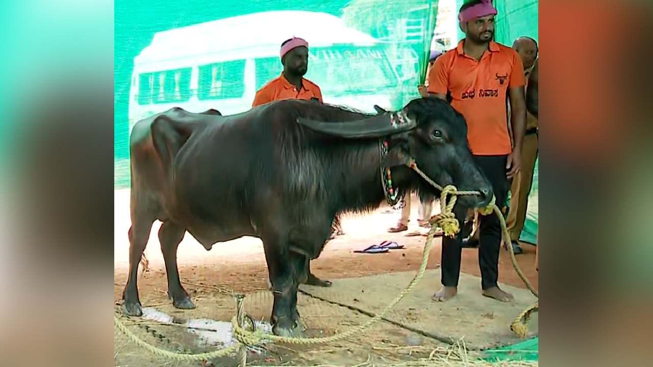 ಕಂಬಳ ಕ್ರೀಡೆಗೆ ತಾಟೆ ಬರುತ್ತಾ ಎಂದು ಕೇಳುವವರೂ ಇದ್ದಾರೆ. ಕಂಬಳದ ಕೆರೆಗೆ ತಾಟೆ ಇಳಿದರೆ ಸಾಕು ಅಭಿಮಾನಿಗಳು, ವೀಕ್ಷಕರಲ್ಲಿನ ಉತ್ಸಾಹ ಸಹಜವಾಗಿ ಹೆಚ್ಚಾಗುತ್ತದೆ. ಏಕೆಂದರೆ, ಇದರ ಓಟ ಗತ್ತು, ರೇಂಜ್ ಬೇರೆಯೇ ಇದೆ. 
