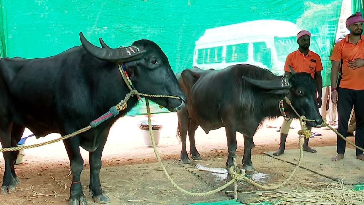 ಬೆಂಗಳೂರಿನ ಅರಮನೆ ಮೈದಾನದಲ್ಲಿ ಕಂಬಳದ ಕಲರವಕ್ಕೆ ಕ್ಷಣಗಣನೆ ಶುರುವಾಗಿದ್ದು, ಕಂಬಳ ಅಭಿಮಾನಿಗಳು ಕಾತರದಿಂದ ಕಾಯುತ್ತಿದ್ದಾರೆ. ಈ ನಡುವೆ ಕರಾವಳಿ ಭಾಗದಲ್ಲಿ ಪ್ರಸಿದ್ಧಿ ಪಡೆದ ತಾಟೆ ಎಂಬ ಹೆಸರಿನ ಕೋಣ ಕೂಡ ಬೆಂಗಳೂರು ಕಂಬಳದಲ್ಲಿ ಭಾಗಿಯಾಗಲು ಎಂಟ್ರಿ ಕೊಟ್ಟಿದ್ದು, ತಾಟೆ ಅಭಿಮಾನಿಗಳಲ್ಲಿ ಉತ್ಸಾಹ ಹೆಚ್ಚಾಗಿದೆ.
