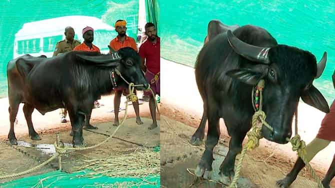 ಬೆಂಗಳೂರು ಕಂಬಳಕ್ಕೆ ತಾಟೆ ಎಂಟ್ರಿ, ಇದರ ವಿಶೇಷತೆ ಏನು ಗೊತ್ತಾ?