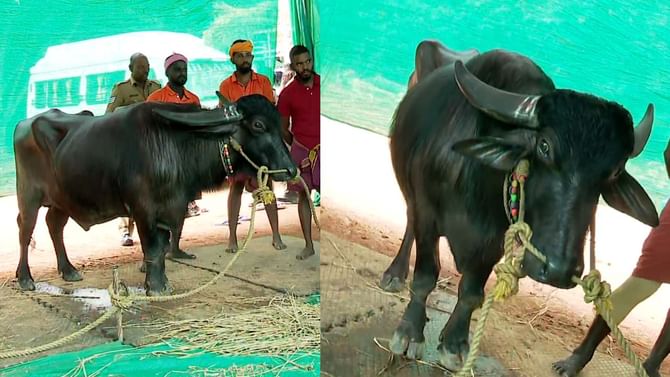 ಬೆಂಗಳೂರು ಕಂಬಳಕ್ಕೆ ತಾಟೆ ಎಂಟ್ರಿ, ಇದರ ವಿಶೇಷತೆ ಏನು ಗೊತ್ತಾ? ಬೆಂಗಳೂರು ಕಂಬಳಕ್ಕೆ ತಾಟೆ ಎಂಟ್ರಿ, ಇದರ ವಿಶೇಷತೆ ಏನು ಗೊತ್ತಾ?