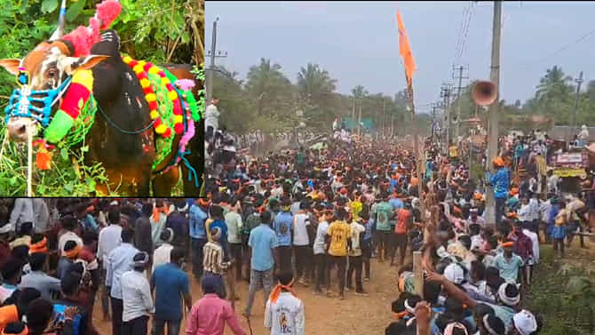 ಸೊರಬದಲ್ಲಿ ಹೋರಿ ಬೆದರಿಸುವ ಸ್ಪರ್ಧೆ, ಹೋರಿಗಳ ಮಿಂಚಿನ ಓಟ