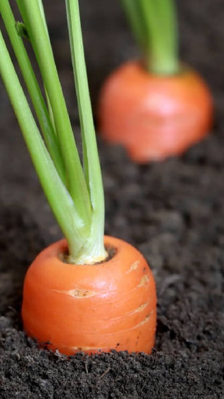 carrot 6