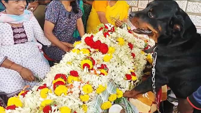 ಕಾಡಾನೆ ಕಾರ್ಯಚರಣೆ, ETF ಸಿಬ್ಬಂದಿ ಸಾವು; ಮೃತದೇಹ ನೋಡಿ ಸಾಕು ನಾಯಿಯ ರೋಧನೆ