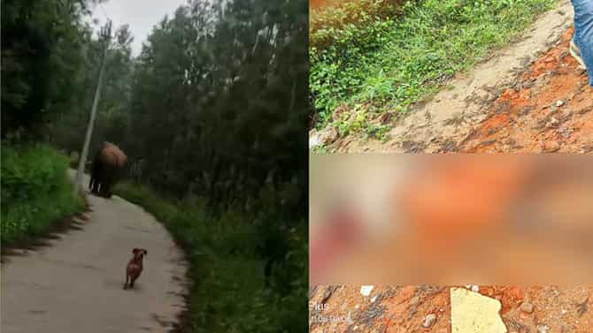 ಚಿಕ್ಕಮಗಳೂರು: ಒಂಟಿ ಸಲಗ ದಾಳಿಗೆ ಕಾರ್ಮಿಕ ಮಹಿಳೆ ಮೃತ