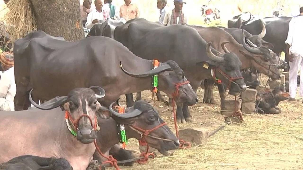 ಚಿಕ್ಕೋಡಿಯಲ್ಲಿ ಭೀಕರ ಬರ, ಜಾನುವಾರು ಮಾರಾಟಕ್ಕೆ ಮುಂದಾದ ರೈತರು