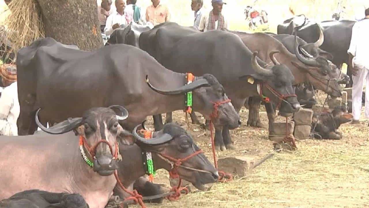 ಚಿಕ್ಕೋಡಿಯಲ್ಲಿ ಭೀಕರ ಬರ, ಜಾನುವಾರು ಮಾರಾಟಕ್ಕೆ ಮುಂದಾದ ರೈತರು ಚಿಕ್ಕೋಡಿಯಲ್ಲಿ ಭೀಕರ ಬರ, ಜಾನುವಾರು ಮಾರಾಟಕ್ಕೆ ಮುಂದಾದ ರೈತರು