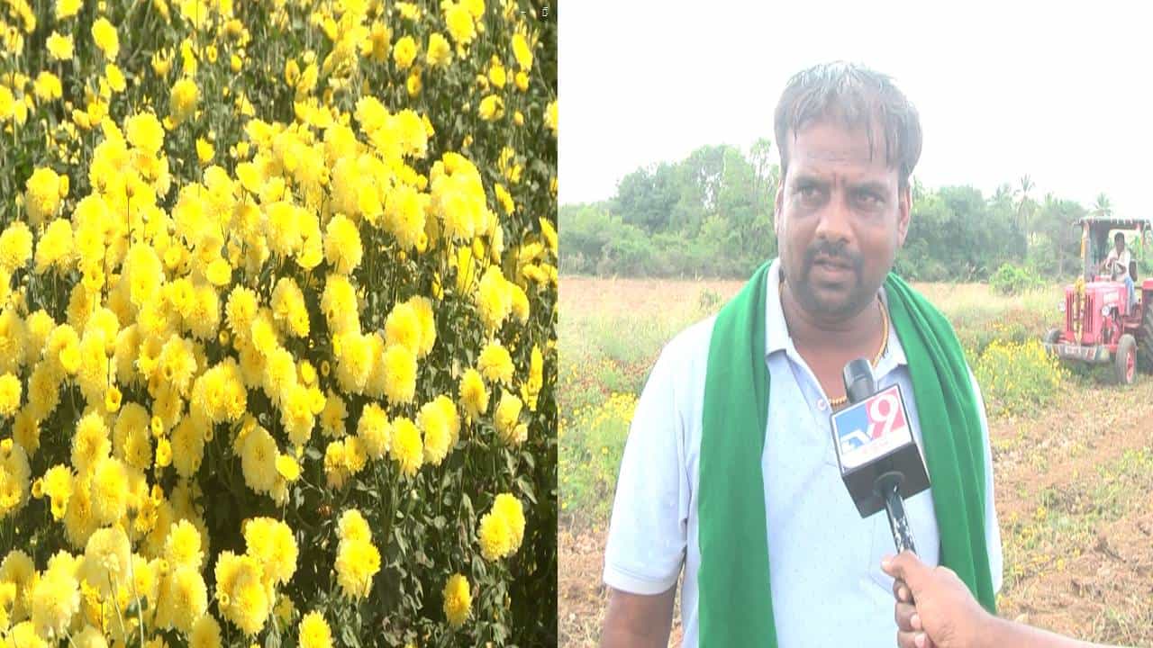 ಚಿತ್ರದುರ್ಗ: ಕಷ್ಟಪಟ್ಟು ಬೆಳೆದ ಹೂವಿಗೆ ಸಿಗದ ಬೆಲೆ; ಬೇಸತ್ತು ಹೂಬೆಳೆ ನಾಶಕ್ಕೆ ಮುಂದಾದ ರೈತ ಚಿತ್ರದುರ್ಗ: ಕಷ್ಟಪಟ್ಟು ಬೆಳೆದ ಹೂವಿಗೆ ಸಿಗದ ಬೆಲೆ; ಬೇಸತ್ತು ಹೂಬೆಳೆ ನಾಶಕ್ಕೆ ಮುಂದಾದ ರೈತ
