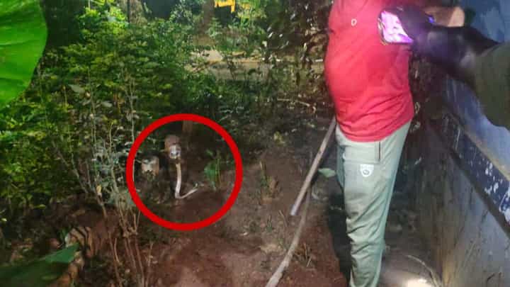 ಬಾಗಲಕೋಟೆ: ನಾಗರಹಾವಿನೊಂದಿಗೆ ಕಾಳಗಕ್ಕೆ ಇಳಿದ ಶ್ವಾನ ಸಾವು! ವಿಡಿಯೋ ಇಲ್ಲಿದೆ ಬಾಗಲಕೋಟೆ: ನಾಗರಹಾವಿನೊಂದಿಗೆ ಕಾಳಗಕ್ಕೆ ಇಳಿದ ಶ್ವಾನ ಸಾವು! ವಿಡಿಯೋ ಇಲ್ಲಿದೆ