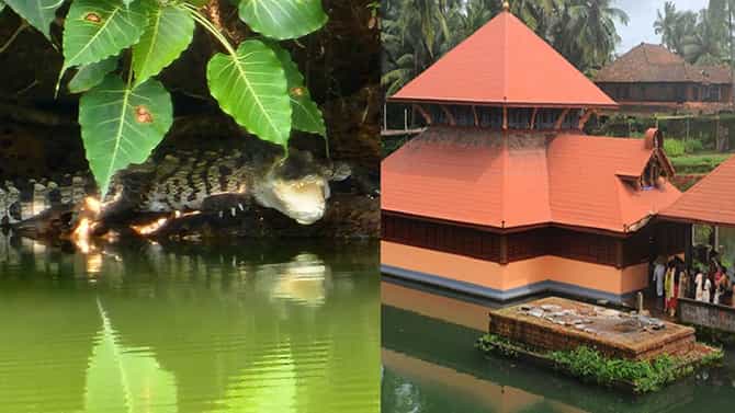 ಅನಂತಪುರ ಅನಂತಪದ್ಮನಾಭಸ್ವಾಮಿ ದೇವಸ್ಥಾನದಲ್ಲಿ ಹೊಸ ಮೊಸಳೆ ಪ್ರತ್ಯಕ್ಷ