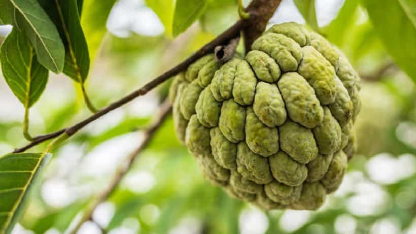Health Tips: ಸೀತಾಫಲ ಹಣ್ಣು ತಿಂದ ತಕ್ಷಣ ನೀರು ಕುಡಿಯಬಹುದೇ?