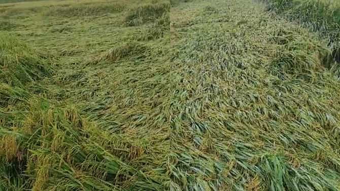 ಅಕಾಲಿಕ ಮಳೆಗೆ ಮಣ್ಣುಪಾಲಾದ ಭತ್ತ, ಕಣ್ಣೀರು ಹಾಕುತ್ತಿರುವ ಅನ್ನದಾತರು