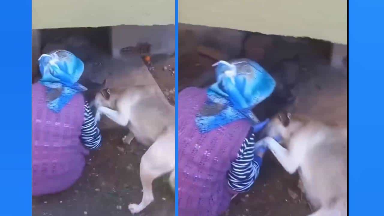 Viral Video: 'ನನ್ನ ಮಕ್ಕಳಿಗೆ ಉಣ್ಣಿಸಿದ್ದಕ್ಕೆ ಧನ್ಯವಾದ' ಮಹಿಳೆಗೆ ಕೃತಜ್ಞತೆ ಸಲ್ಲಿಸಿದ ನಾಯಿ Viral Video: 'ನನ್ನ ಮಕ್ಕಳಿಗೆ ಉಣ್ಣಿಸಿದ್ದಕ್ಕೆ ಧನ್ಯವಾದ' ಮಹಿಳೆಗೆ ಕೃತಜ್ಞತೆ ಸಲ್ಲಿಸಿದ ನಾಯಿ