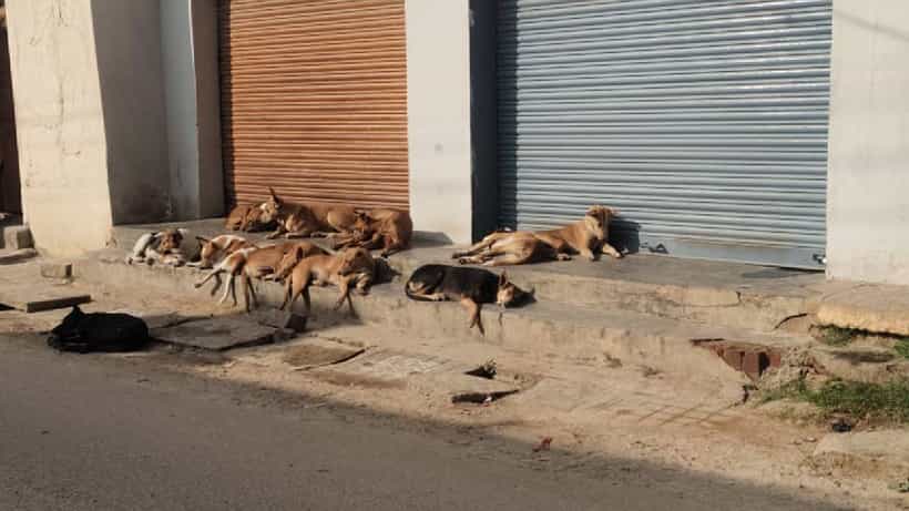 ದೊಡ್ಡಬಳ್ಳಾಪುರ: ಮಕ್ಕಳು ಸೇರಿದಂತೆ 14 ಜನರ ಮೇಲೆ ಬೀದಿ ನಾಯಿಗಳ ದಾಳಿ