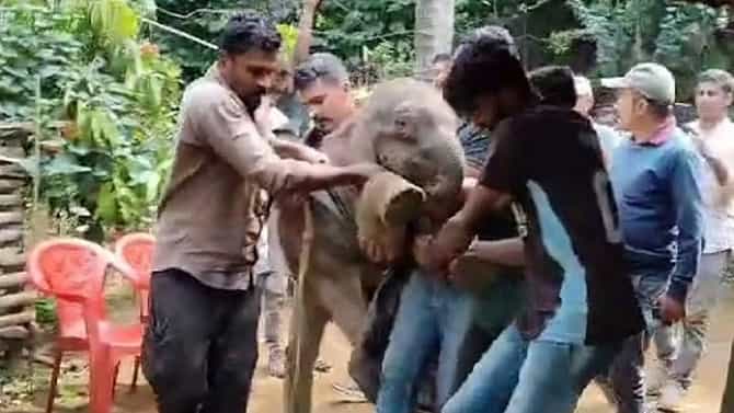 ಬೇರ್ಪಟ್ಟಿದ ಆನೆ ಮರಿಯನ್ನು ತಾಯಿ ಮಡಿಲಿಗೆ ಸೇರಿಸಿದ ಅರಣ್ಯ ಇಲಾಖೆ ಸಿಬ್ಬಂದಿ