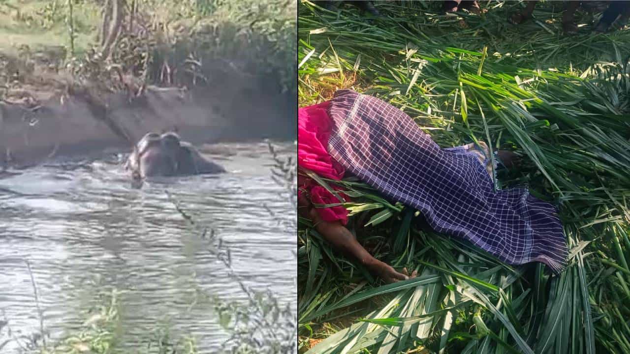 ಮಂಡ್ಯ: ಕಾಡಾನೆ ತುಳಿತಕ್ಕೆ ಮತ್ತೋರ್ವ ಕಾರ್ಮಿಕ ಮಹಿಳೆ ಬಲಿ ಮಂಡ್ಯ: ಕಾಡಾನೆ ತುಳಿತಕ್ಕೆ ಮತ್ತೋರ್ವ ಕಾರ್ಮಿಕ ಮಹಿಳೆ ಬಲಿ