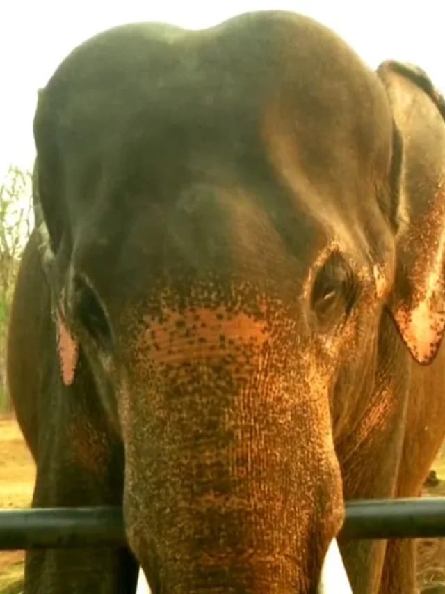 ಹಾಸನ: ಮತ್ತೊಂದು ಪುಂಡಾನೆ ಕೊನೆಗೂ ಸೆರೆ