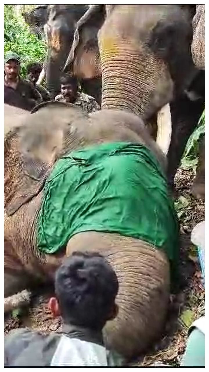 ವಳಲು‌ ಗ್ರಾಮದ ಜೈದೀಪ್ ಎಸ್ಟೇಟ್‌ನಲ್ಲಿ ಒಂಟಿ ಕೋರೆ ಆನೆ ಸೆರೆ ಸಿಕ್ಕಿದೆ.