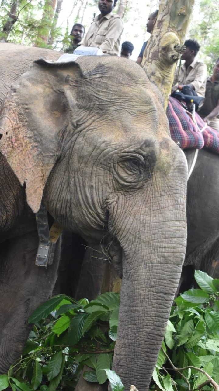 ELEPHANT 2